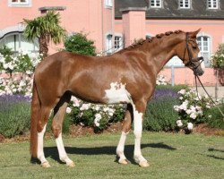 horse Nice to Nice (Deutsches Reitpony, 2014, from Palolo Kid)