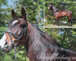 Springpferd Pyppa (Deutsches Reitpferd, 2011, von Colander)