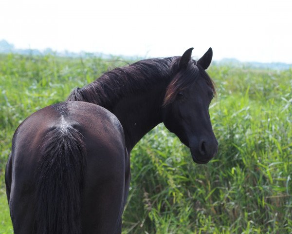 broodmare Dark Rose (German Riding Pony, 2015, from Duncan 86)