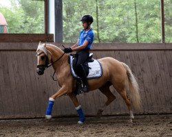 broodmare Diana (German Riding Pony, 2002, from Danny Gold)