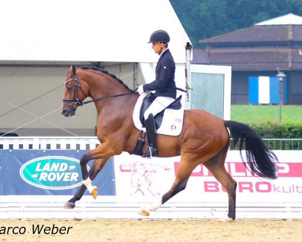 dressage horse Balconetti (Hanoverian, 2013, from Callaho's Benicio)