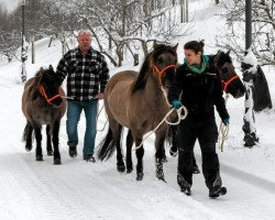 broodmare Natascha vom Elbbachtal (Duelmener, 1995, from Falcon)