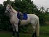 dressage horse Calmia 2 (unknown, 2002)