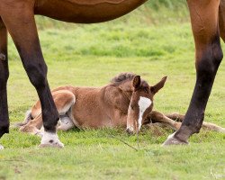 Springpferd mok ok he (KWPN (Niederländisches Warmblut),  , von Pilothago Dxb)