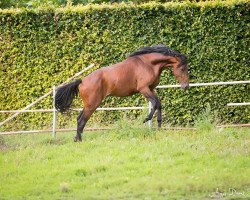 Springpferd Jive Dancer (KWPN (Niederländisches Warmblut), 2014, von Zapatero VDL)