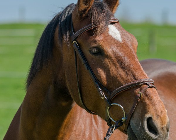 Pferd Rafa (Polnisches Warmblut, 2005, von Rufi)