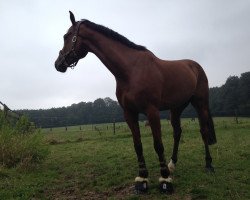 jumper Excalibur K (KWPN (Royal Dutch Sporthorse), 2009, from Carthino Z)