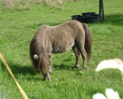 Pferd Iris Blossom v.Transvaal (Shetland Pony (unter 87 cm), 1994, von Adam van Spuitjesdom)