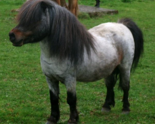 Pferd Topper's Lancelot (Shetland Pony (unter 87 cm), 1999, von Titus von der Wartgartenmuehle)