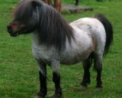 horse Topper's Lancelot (Shetland pony (under 87 cm), 1999, from Titus von der Wartgartenmuehle)