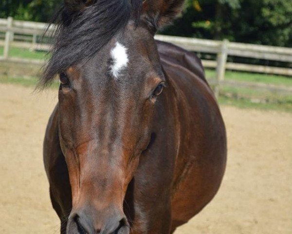 horse Nantana 6 (German Riding Pony, 1991, from Nils)