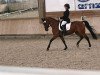 dressage horse Belmondo 172 (German Riding Pony, 2009, from Bon Jovi)