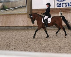 dressage horse Belmondo 172 (German Riding Pony, 2009, from Bon Jovi)