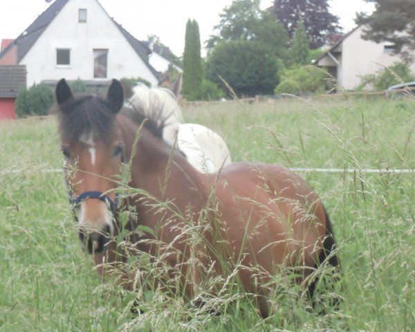 Pferd Kaja (Tinker-Mix / Pinto Tinker / Crossbreed, 2013)