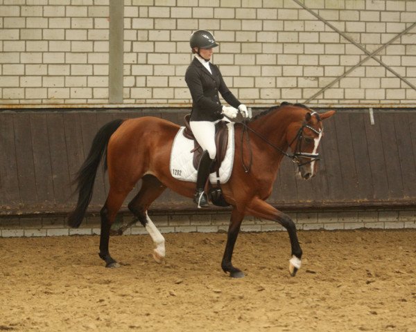 dressage horse Kotte's Louise (Westphalian, 2012, from Lissaro)