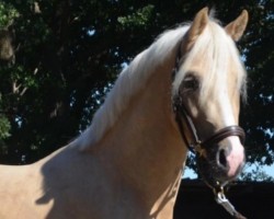 dressage horse Boghard (German Riding Pony, 2018, from Bogiboy)