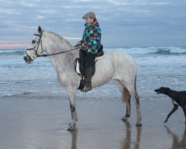 Pferd MONA (Andalusier, 2005)