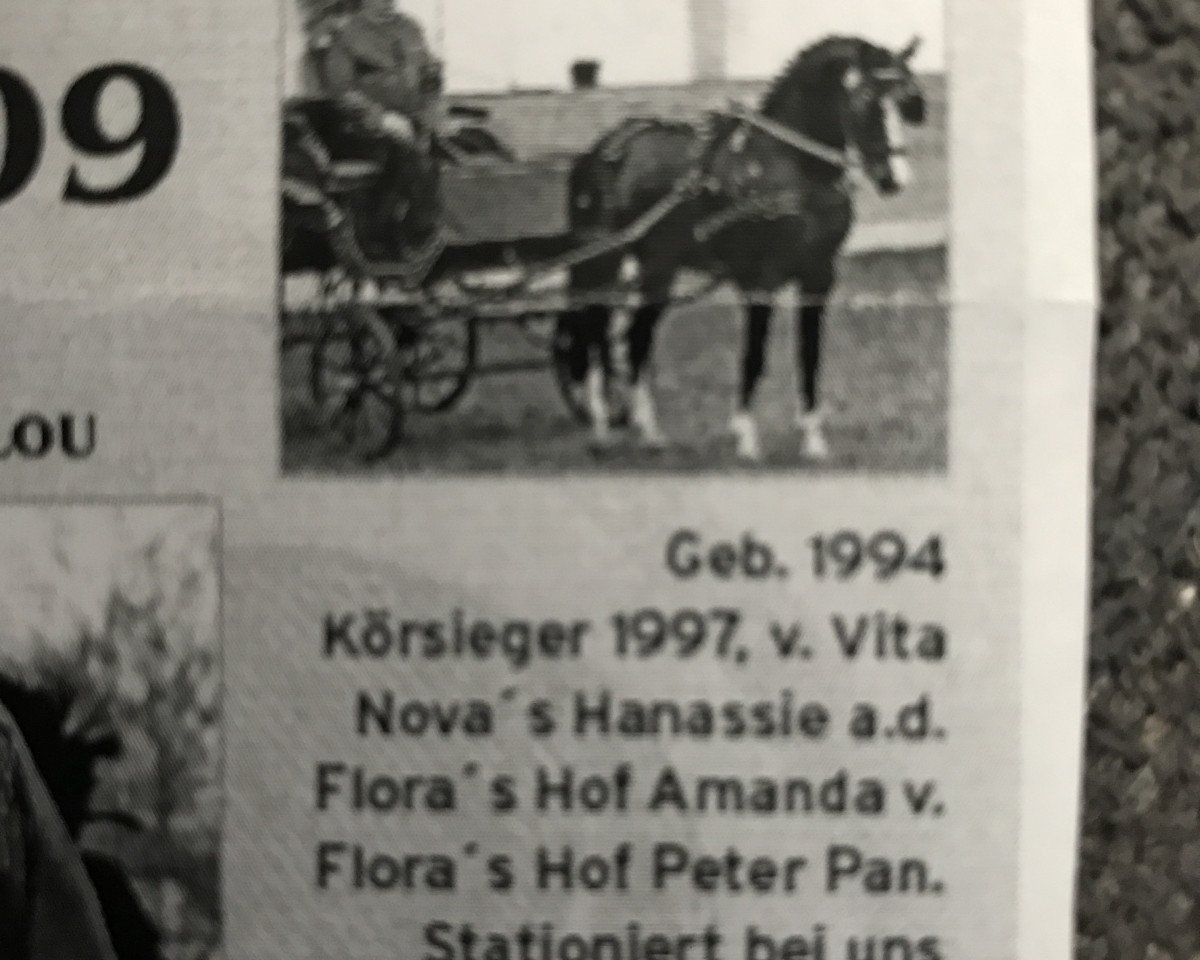 Deckhengst Visconti (Deutsches Reitpony, 1994, von Vita Nova's Hanassie)