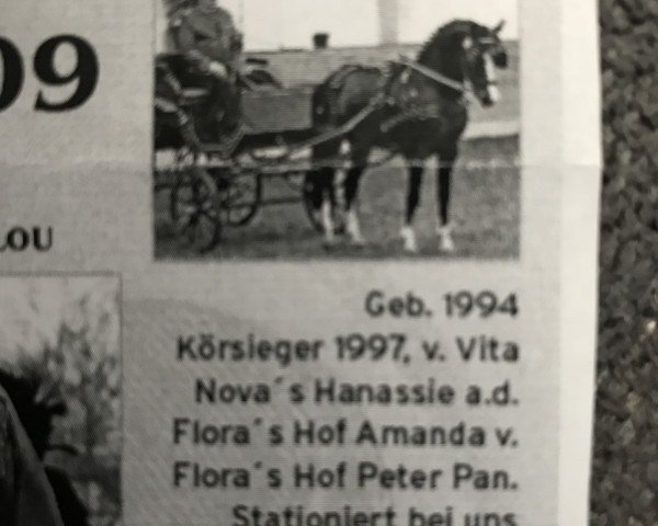 stallion Visconti (German Riding Pony, 1994, from Vita Nova's Hanassie)