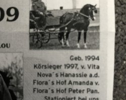 Deckhengst Visconti (Deutsches Reitpony, 1994, von Vita Nova's Hanassie)