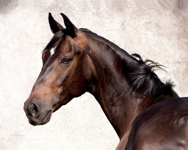 dressage horse Don Skarto (Hanoverian, 2009, from Don Larino 171 FIN)