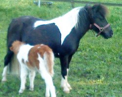 Zuchtstute Hetty 9 (Shetland Pony, 2009)