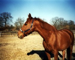 horse Atlantic 27 (Brandenburg, 1991, from Ajan xx)