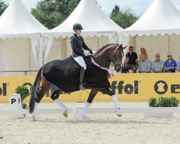 stallion Silverline 6 (Westphalian, 2014, from Sunday)