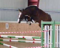 Springpferd Royal Star (Tschechisches Warmblut,  , von Quick Lauro Z)