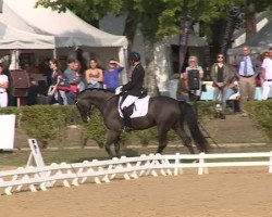 Pferd Girello Vwm (KWPN (Niederländisches Warmblut), 2011, von Andretti)