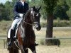 Dressurpferd Royal Black (Trakehner, 2012, von All Inclusive)