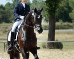 dressage horse Royal Black (Trakehner, 2012, from All Inclusive)