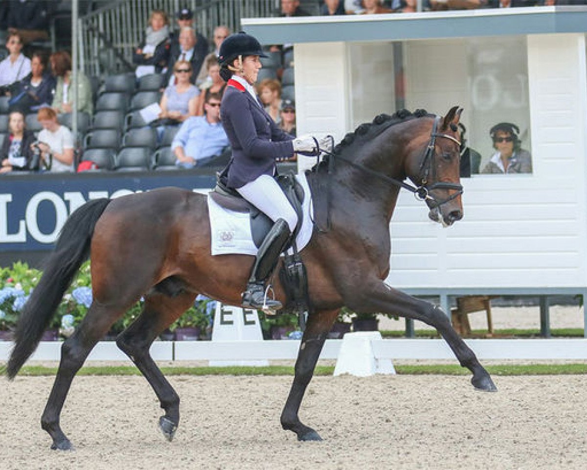 Deckhengst Rhodium 6 (Hannoveraner, 2011, von Blue Hors Romanov)