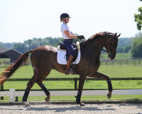 dressage horse Springbank Vh (Swedish Warmblood, 2010, from Skovens Rafael)