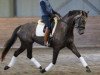 dressage horse Fiera Girl (Swedish Warmblood, 2010, from Faustinus)