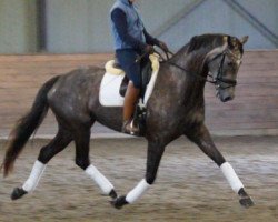 dressage horse Fiera Girl (Swedish Warmblood, 2010, from Faustinus)