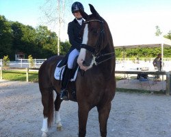 dressage horse Fendi T (KWPN (Royal Dutch Sporthorse), 2010, from Negro)