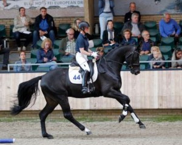 stallion Just Wimphof (KWPN (Royal Dutch Sporthorse), 2014, from De Niro)