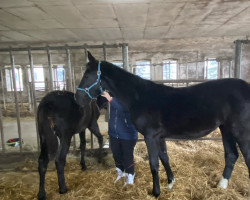 dressage horse De Loren (Oldenburg, 2020, from De Niro Gold 3)