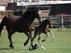 dressage horse Fürst von Deuten (Westphalian, 2017, from For Romance I)