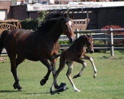 dressage horse Fürst von Deuten (Westphalian, 2017, from For Romance I)