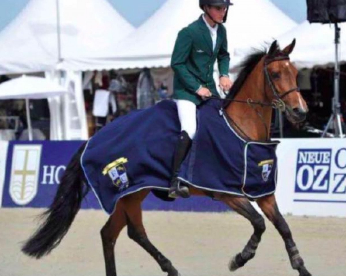 jumper Cailnea (Irish Sport Horse, 2005, from Calvaro Z)