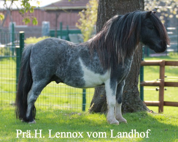 stallion Lennox vom Landhof (Shetland pony (under 87 cm), 2009, from Lucky v.d. Halve Maan)