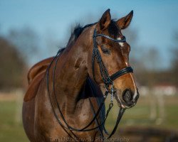 broodmare Sandrina (Hanoverian, 1993, from Sandro)