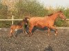 jumper Duke's Princess (German Sport Horse, 2017, from Duke of Hearts xx)