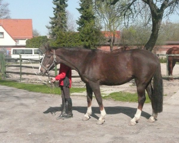 Zuchtstute Nibelia (Hannoveraner, 1985, von Nebelwerfer)