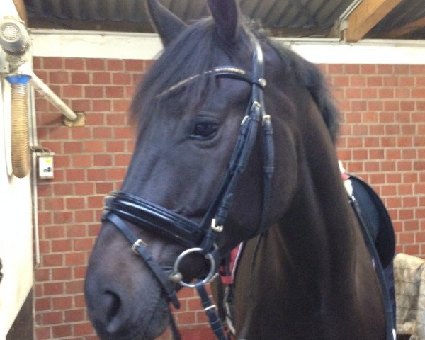 dressage horse Razoul (Oldenburg,  , from Romanov's Hit van het Klaverhof)