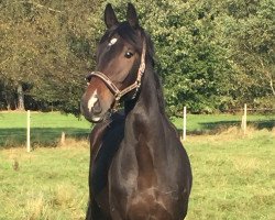 dressage horse Disney's Klopfer (Oldenburg, 2012, from Don Schufro)