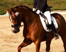 dressage horse Rubina Royal 14 (Oldenburg, 2011, from Royal Doruto OLD)