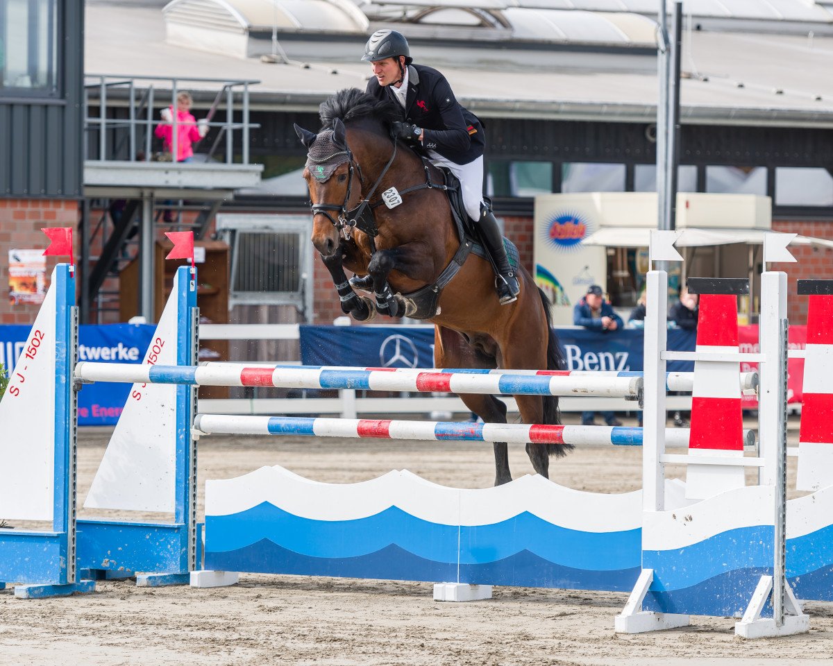 stallion Seitensprung (Hanoverian, 2009, from Stakkato)